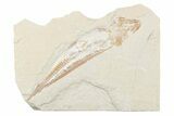 Cretaceous Viper Fish (Prionolepis) - Lebanon #376346-1